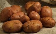 ранний картофель сорт Серпанок семенной