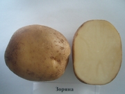 семенной картофель сорт Зоряна