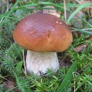 Мицелий грибов