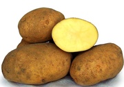 семенной картофель сорт Сувенир черниговский