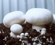 Компания реализует маточный мицелий грибов