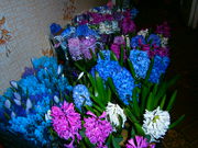 Живые цветы-гиацинты, крокусы и тюльпаны на 14 февраля и 8 марта